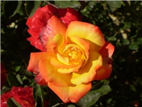 0d75bf27-Picture 3394.jpg